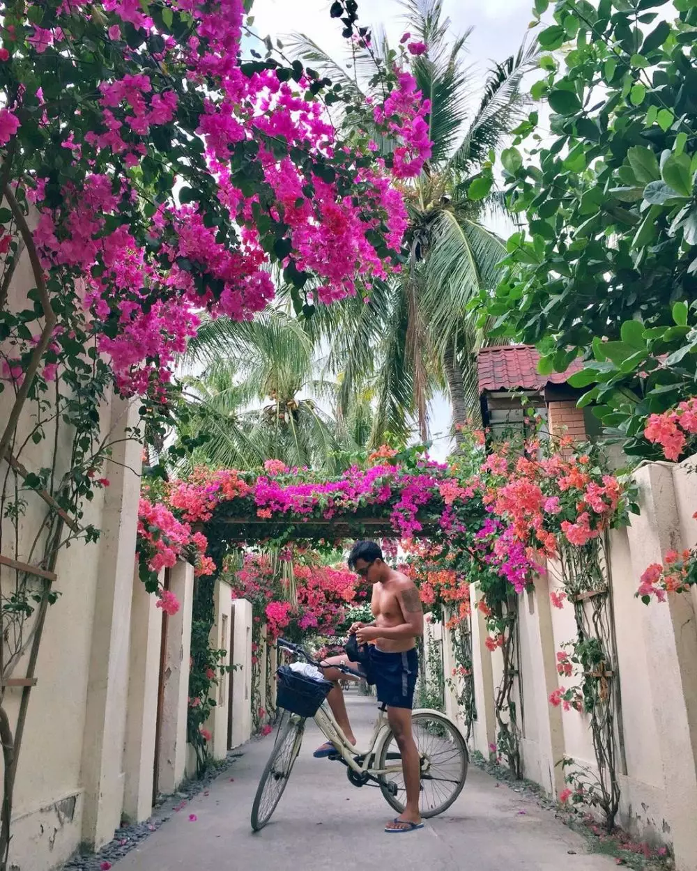 tanaman hias daun pagar © Instagram tanaman hias daun pagar © Instagram