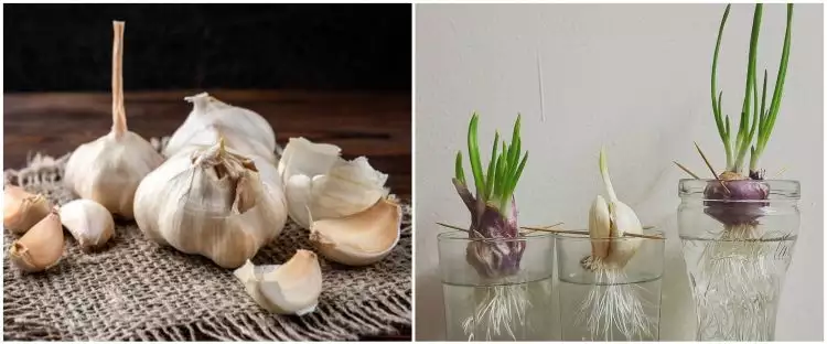 Cara menanam hidroponik bawang putih, subur dan lebat