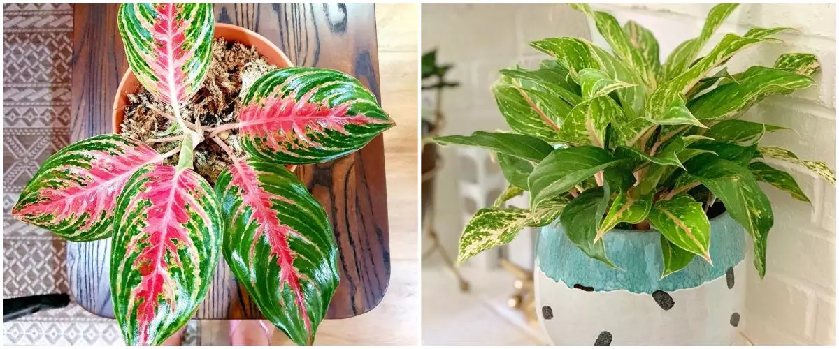 10 Jenis aglonema yang paling dicari, miliki keistimewaan unik