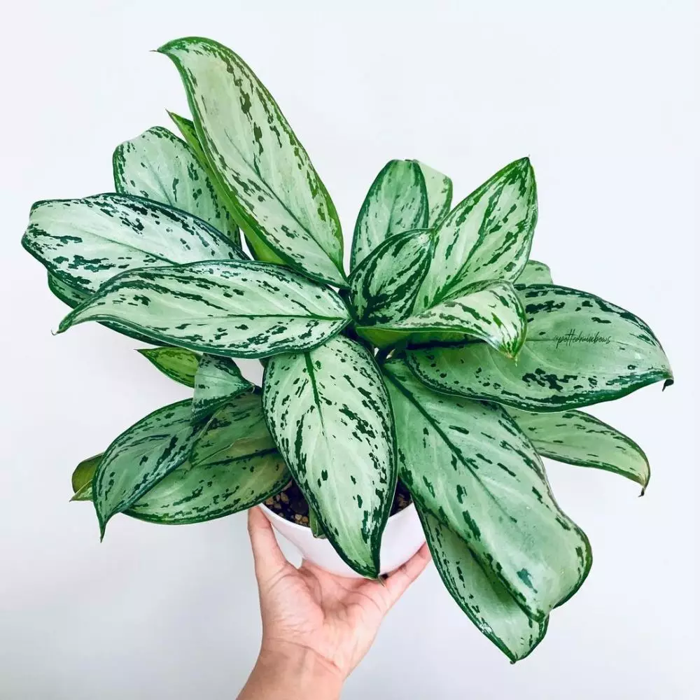 Jenis aglonema yang paling dicari © Istimewa Jenis aglonema yang paling dicari © Istimewa