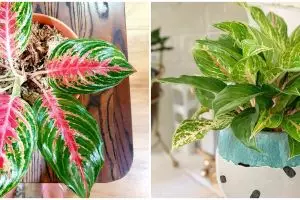 10 Jenis aglonema yang paling dicari, miliki keistimewaan unik