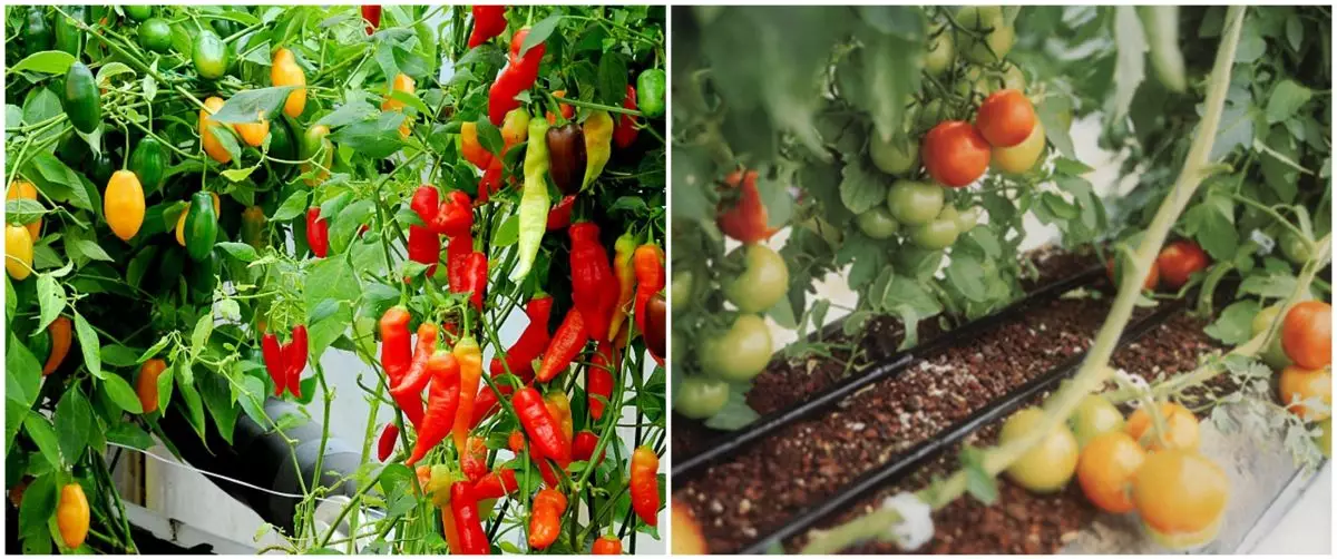 Cara menanam hidroponik cabe dan tomat, mudah dan berbuah banyak