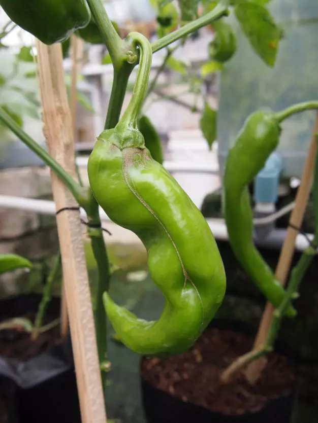 Cara menanam hidroponik cabe dan tomat freepik.com