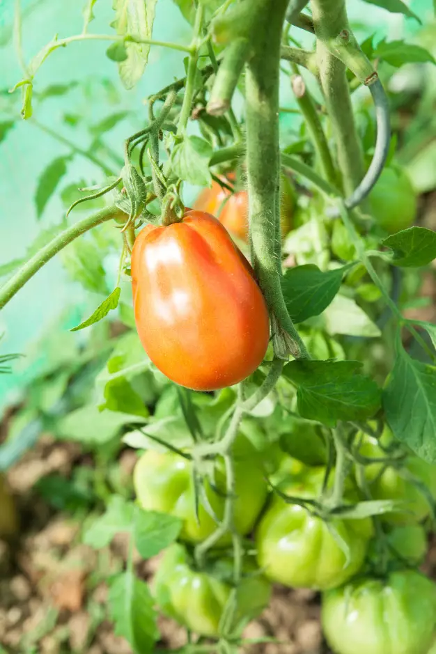Cara menanam hidroponik cabe dan tomat freepik.com