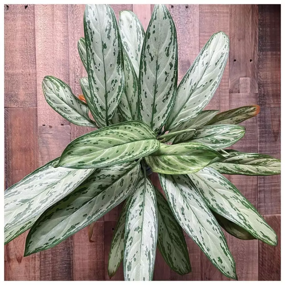 Cara merawat aglonema silver king © Istimewa