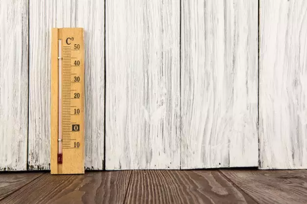 Cara merawat aglonema silver king © Istimewa