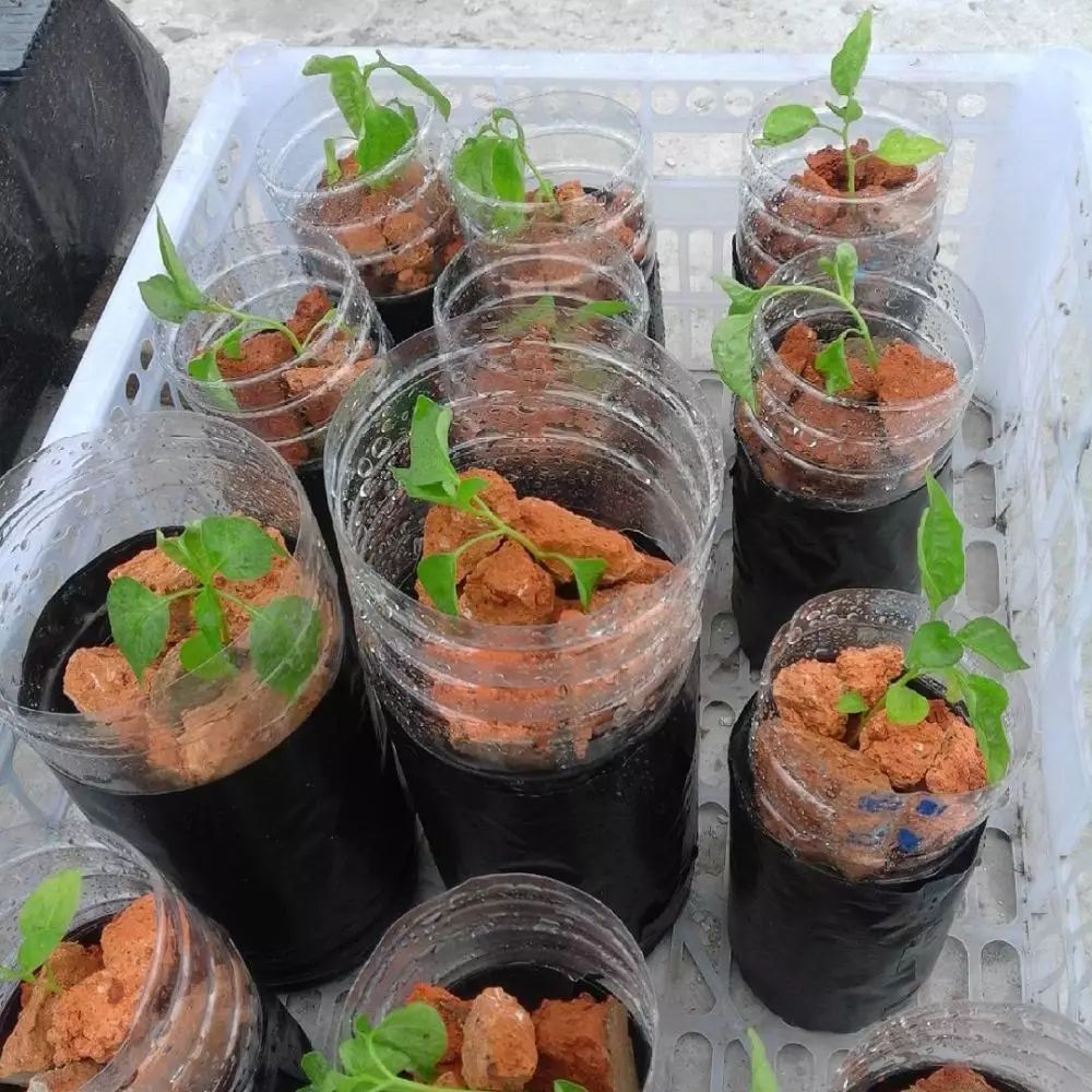 Cara menanam hidroponik cabe freepik ;  Instagram ; pixabay © 2021 brilio.net