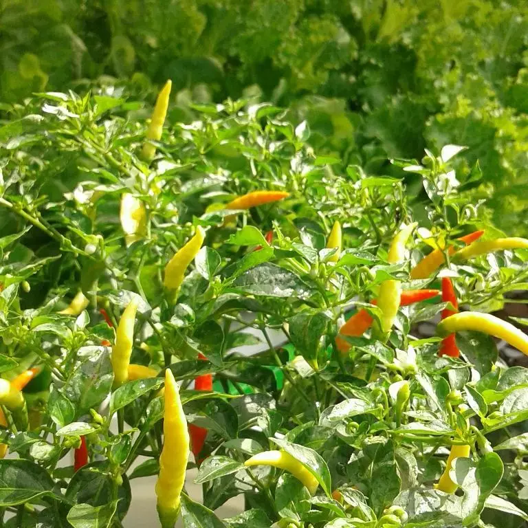 Cara menanam hidroponik cabe freepik ;  Instagram ; pixabay © 2021 brilio.net