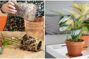 Cara merawat aglonema emerald beauty, mudah dipraktikkan