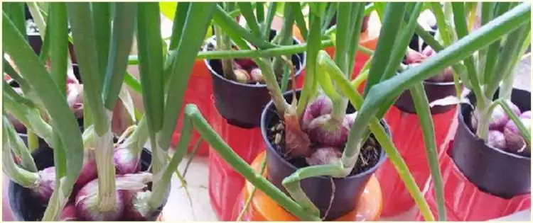 Cara menanam hidroponik bawang merah, mudah dengan perawatan sederhana