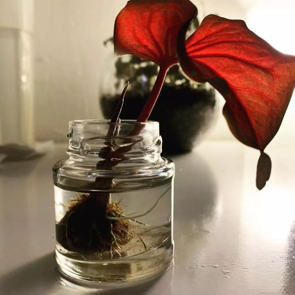 Tanaman hias daun indoor © Instagram