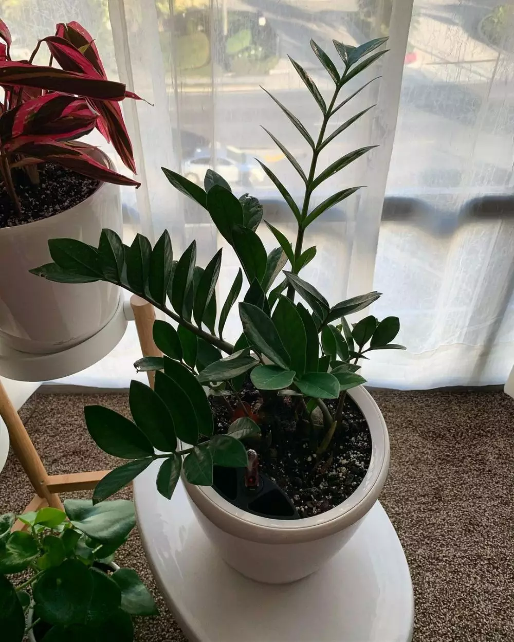 Tanaman hias daun indoor © Instagram