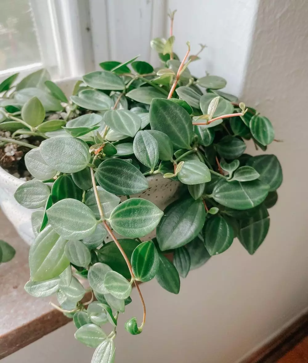 Tanaman hias daun indoor © Instagram