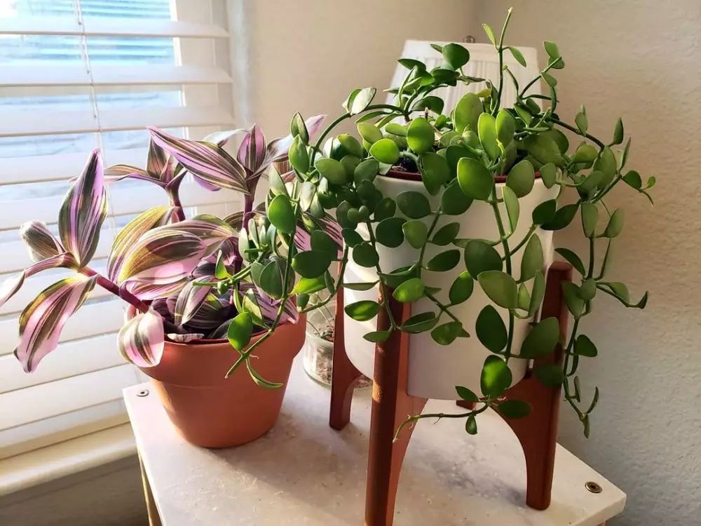 Tanaman hias daun indoor © Instagram