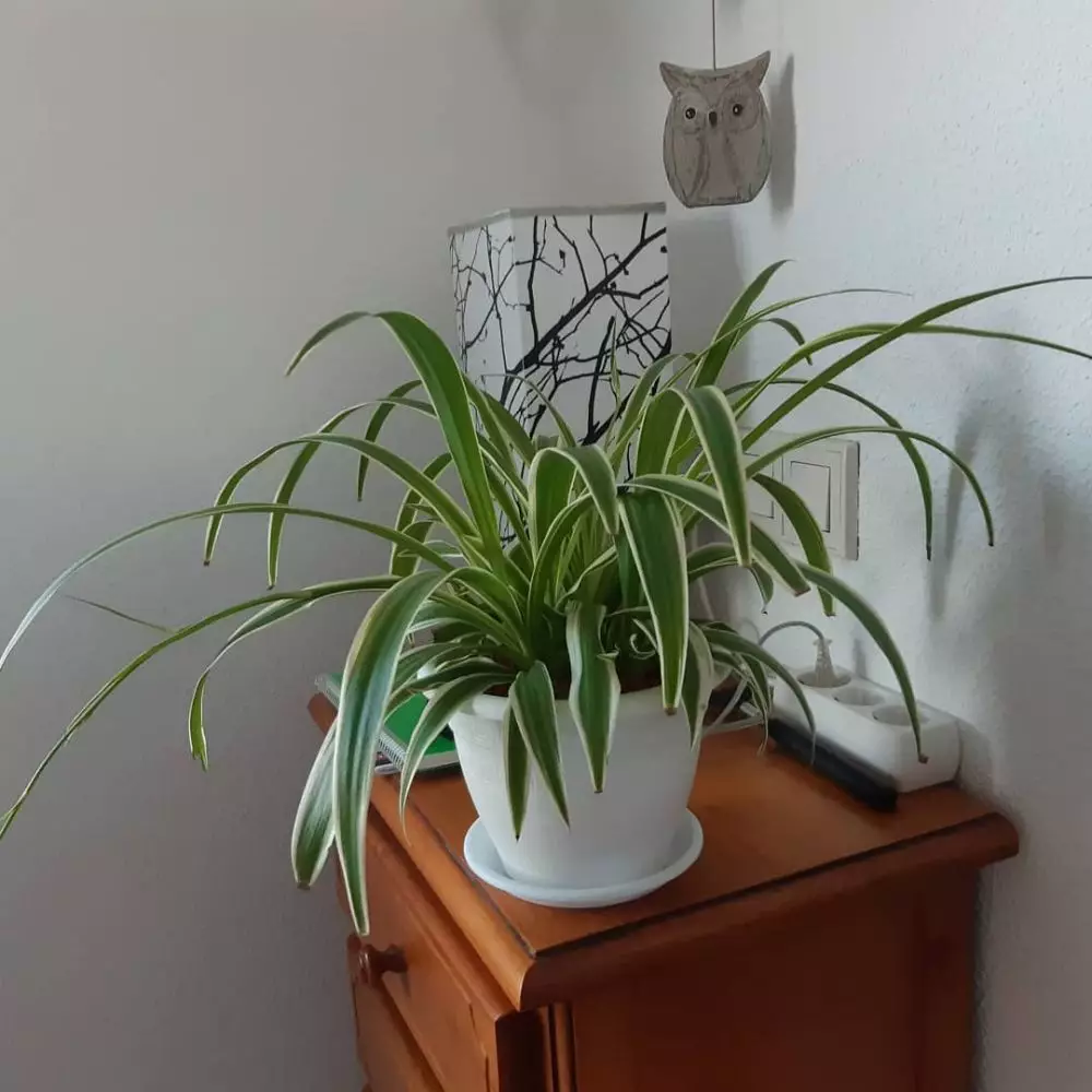 Tanaman hias daun indoor © Instagram