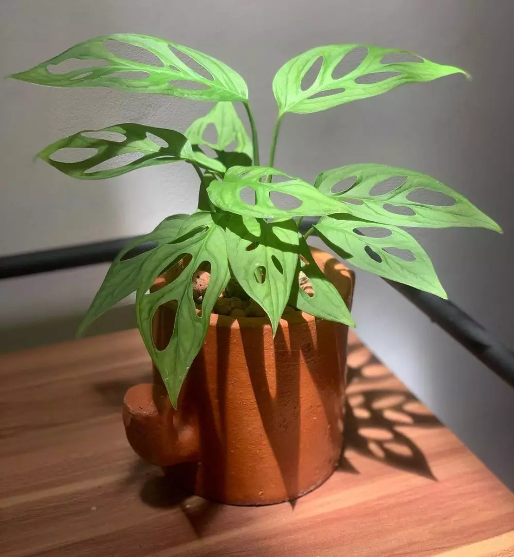 Tanaman hias daun indoor © Instagram