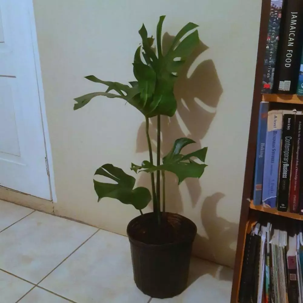 Tanaman hias daun indoor © Instagram Tanaman hias daun indoor © Instagram