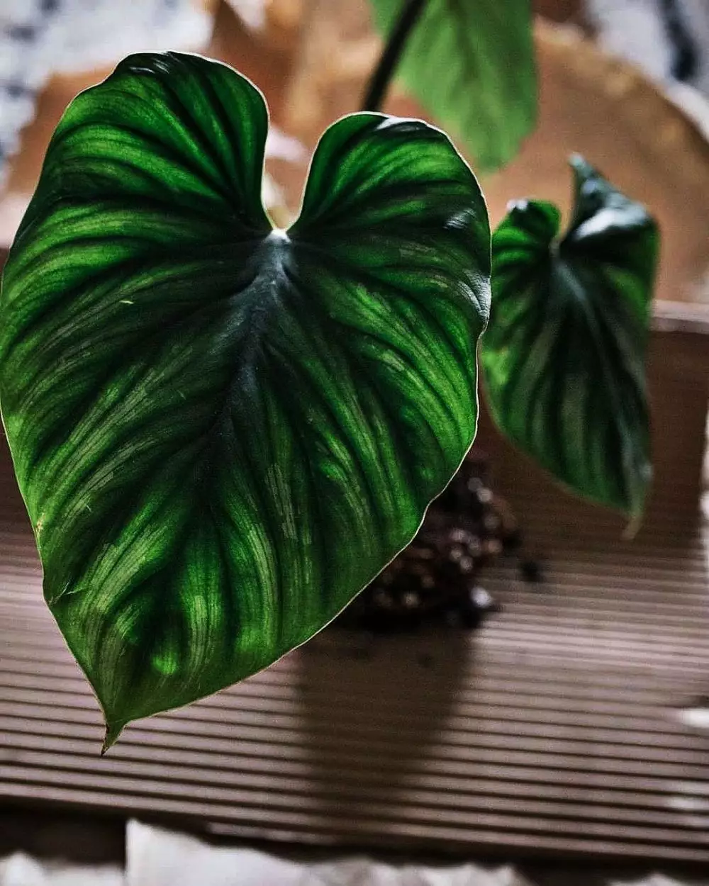 Tanaman hias daun indoor © Instagram