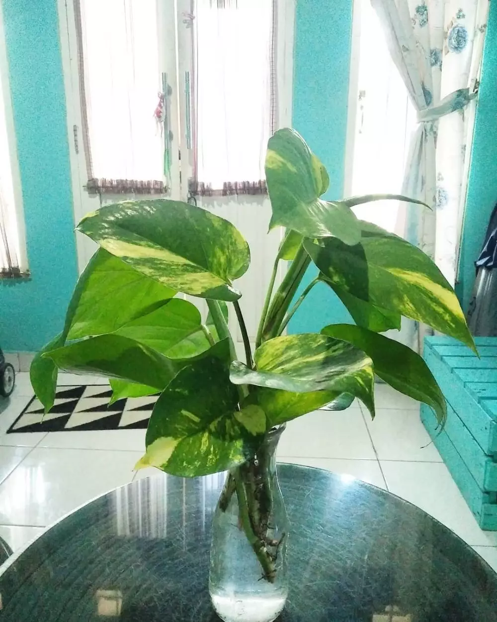 Tanaman hias daun indoor © Instagram