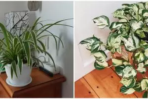 10 Tanaman hias daun indoor, mudah dirawat dan bikin rumah cantik