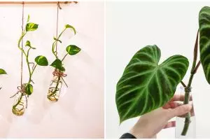 10 Tanaman hias gantung dari botol bekas, unik dan keren