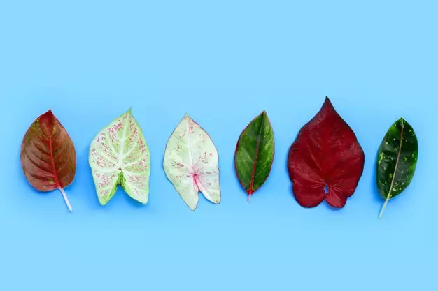 Keistimewaan aglonema sebagai tanaman indoor © freepik.com Keistimewaan aglonema sebagai tanaman indoor © freepik.com