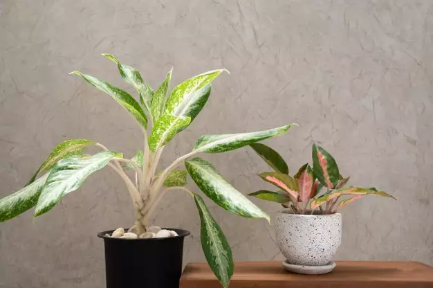 Keistimewaan aglonema sebagai tanaman indoor © freepik.com Keistimewaan aglonema sebagai tanaman indoor © freepik.com