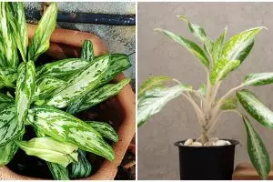 8 Keistimewaan aglonema sebagai tanaman indoor, buat udara jadi bersih