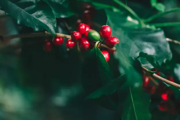 Tanaman obat asma freepik.com