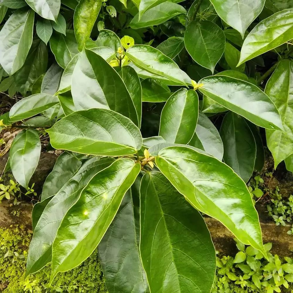 Tanaman obat daun Instagram ; freepik © 2021 brilio.net Tanaman obat daun Instagram ; freepik © 2021 brilio.net