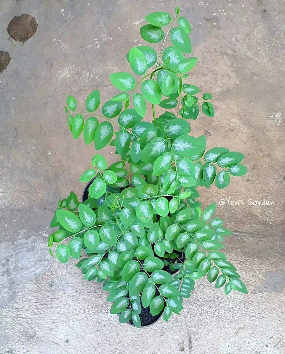 Tanaman obat daun Instagram ; freepik © 2021 brilio.net Tanaman obat daun Instagram ; freepik © 2021 brilio.net