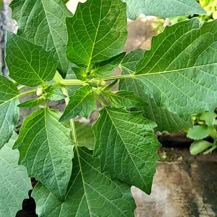 Tanaman obat daun Instagram ; freepik © 2021 brilio.net Tanaman obat daun Instagram ; freepik © 2021 brilio.net