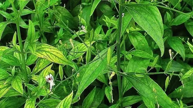 Tanaman obat daun Instagram ; freepik © 2021 brilio.net Tanaman obat daun Instagram ; freepik © 2021 brilio.net