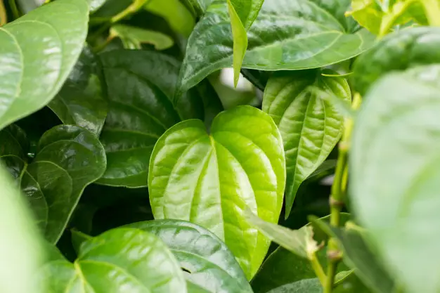 Tanaman obat daun Instagram ; freepik © 2021 brilio.net Tanaman obat daun Instagram ; freepik © 2021 brilio.net