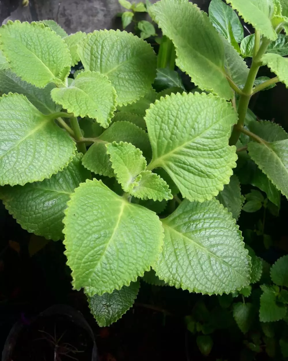 Tanaman obat daun Instagram ; freepik © 2021 brilio.net Tanaman obat daun Instagram ; freepik © 2021 brilio.net