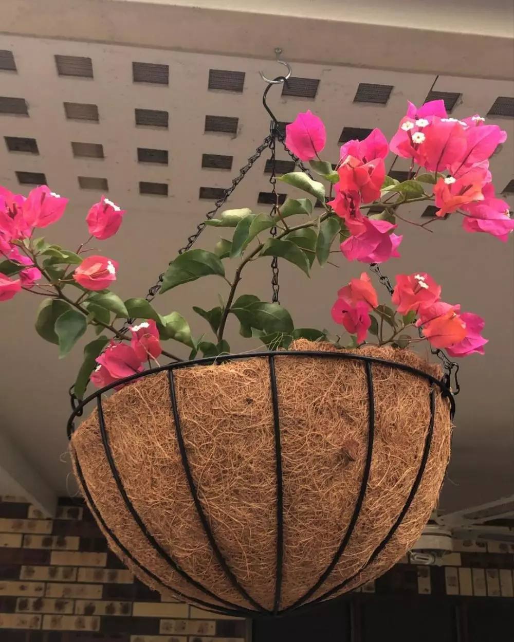 tanaman hias gantung merambat © Instagram tanaman hias gantung merambat © Instagram