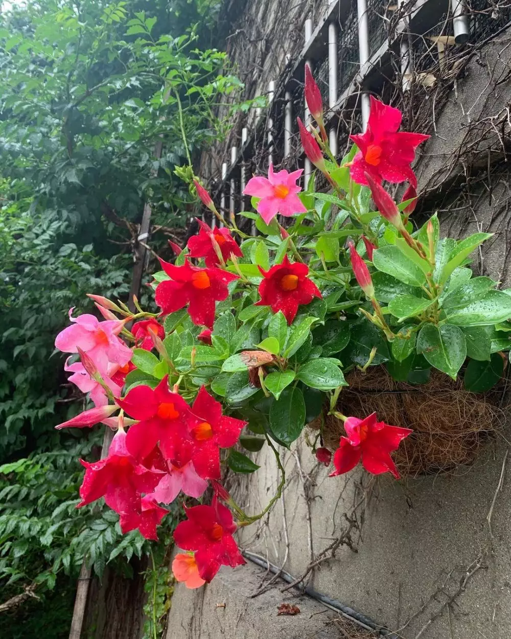 tanaman hias gantung merambat © Instagram tanaman hias gantung merambat © Instagram