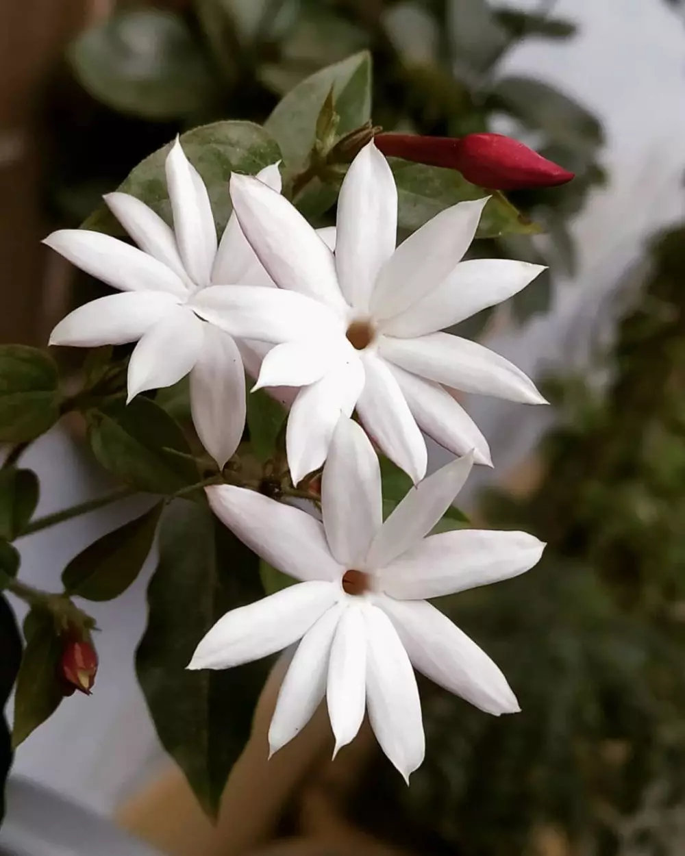 tanaman hias gantung merambat © Instagram tanaman hias gantung merambat © Instagram