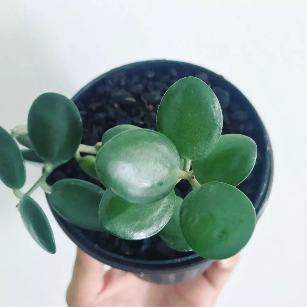 tanaman hias gantung merambat © Instagram tanaman hias gantung merambat © Instagram