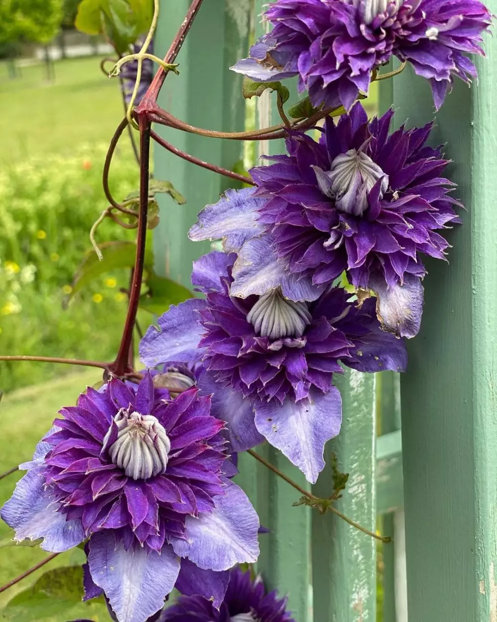 tanaman hias gantung merambat © Instagram tanaman hias gantung merambat © Instagram