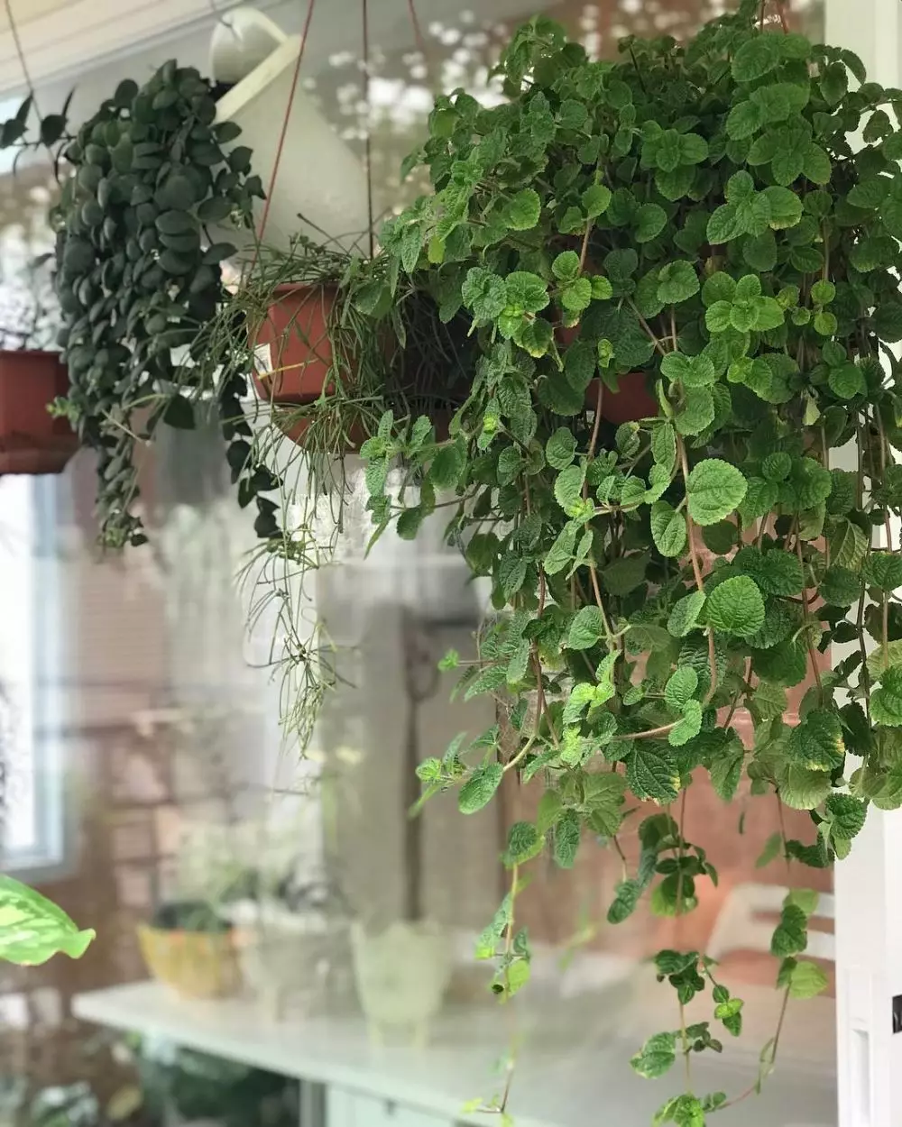 tanaman hias gantung merambat © Instagram tanaman hias gantung merambat © Instagram