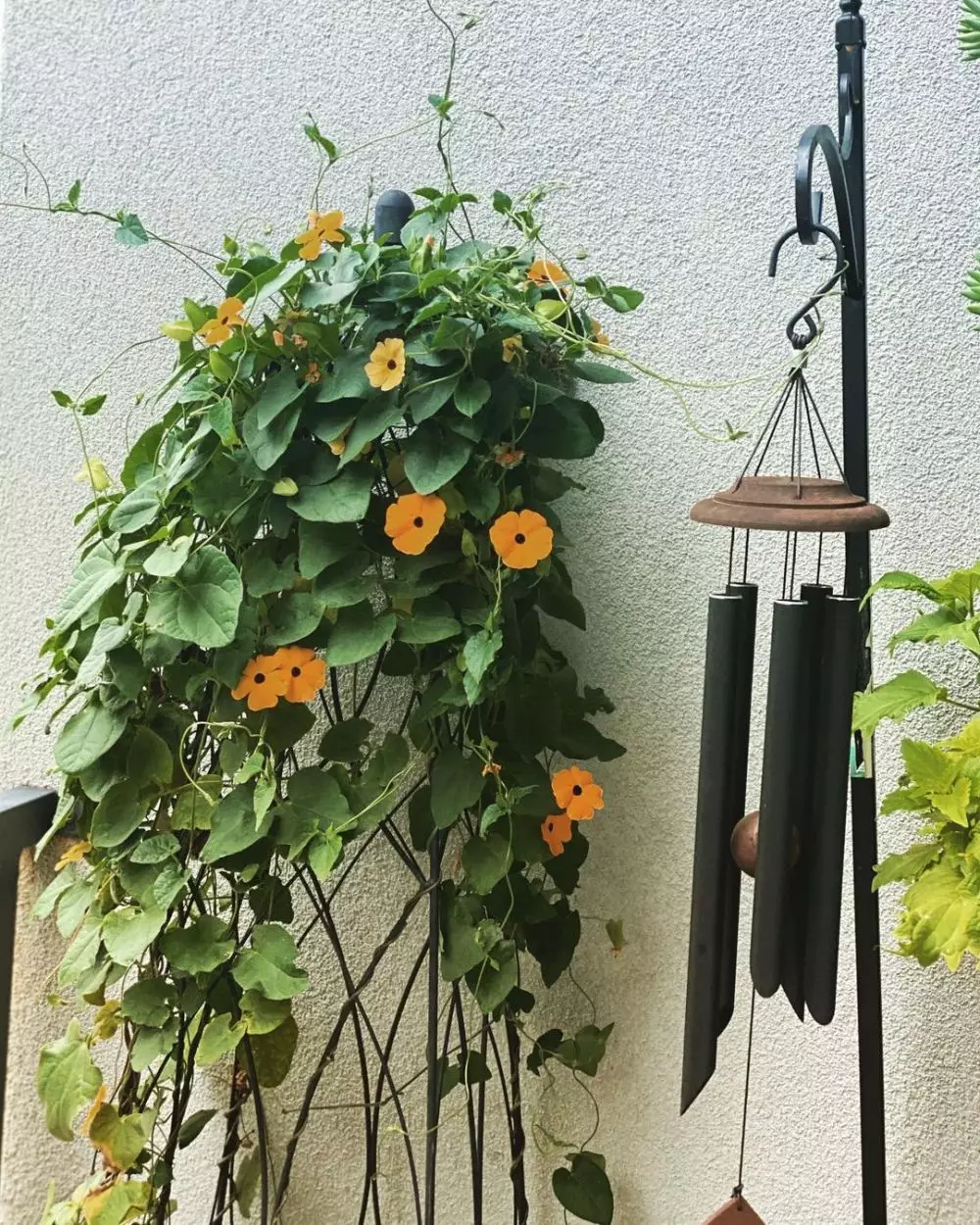 tanaman hias gantung merambat © Instagram tanaman hias gantung merambat © Instagram