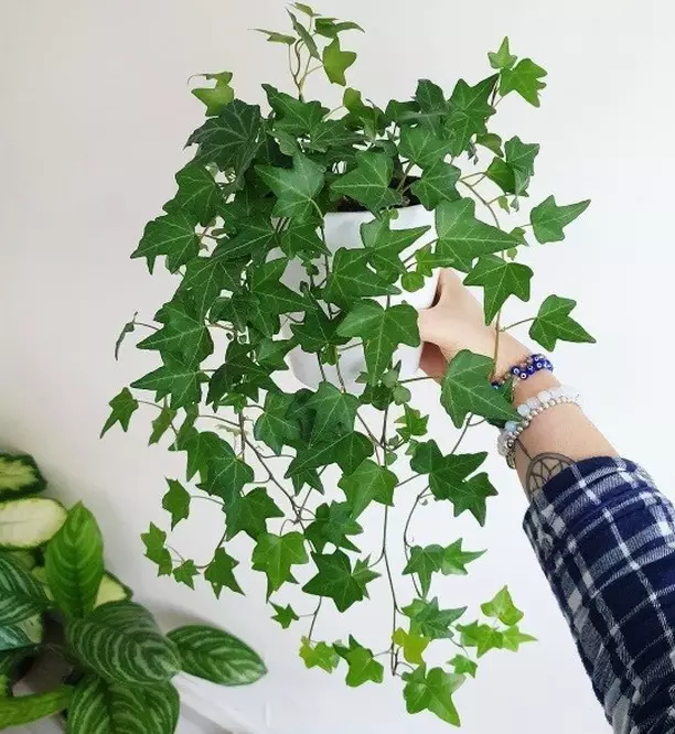 tanaman hias gantung merambat © Instagram tanaman hias gantung merambat © Instagram