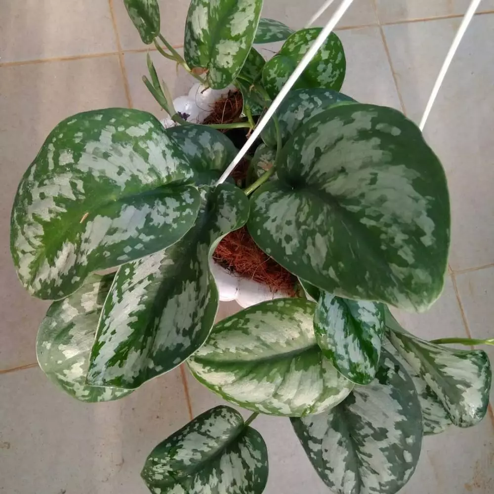 tanaman hias gantung merambat © Instagram tanaman hias gantung merambat © Instagram