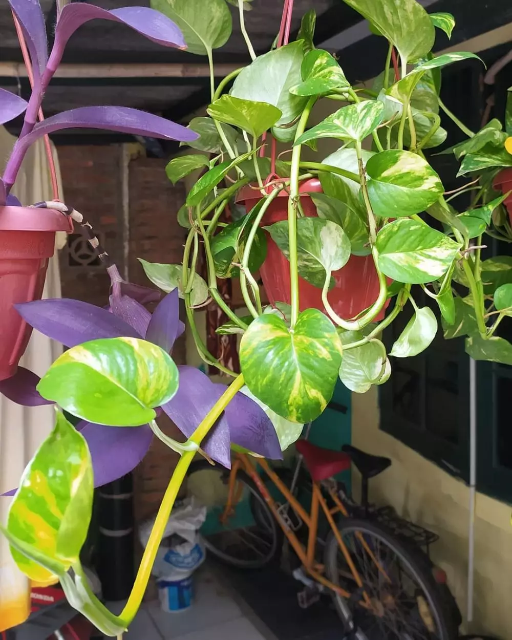 tanaman hias gantung merambat © Instagram tanaman hias gantung merambat © Instagram