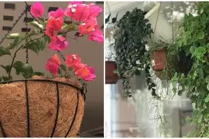 10 Tanaman hias gantung merambat, bikin rumah makin sejuk