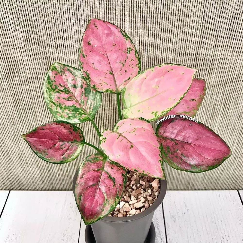 Cara merawat aglonema lady valentine   © Istimewa Cara merawat aglonema lady valentine   © Istimewa