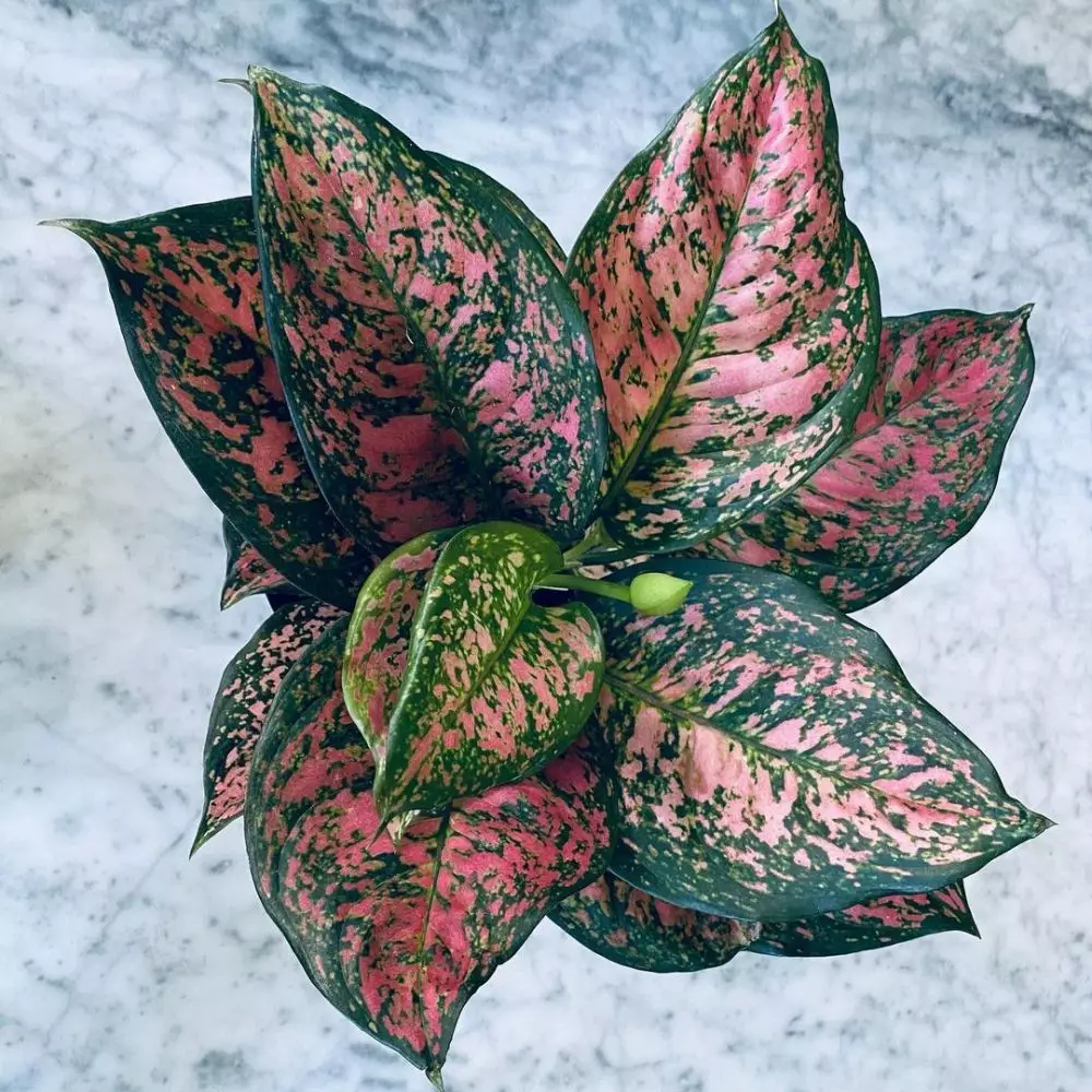 Cara merawat aglonema lady valentine   © Istimewa Cara merawat aglonema lady valentine   © Istimewa