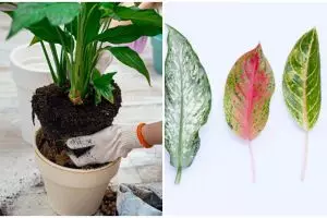 9 Cara merawat aglonema lady valentine agar tumbuh cantik dan subur