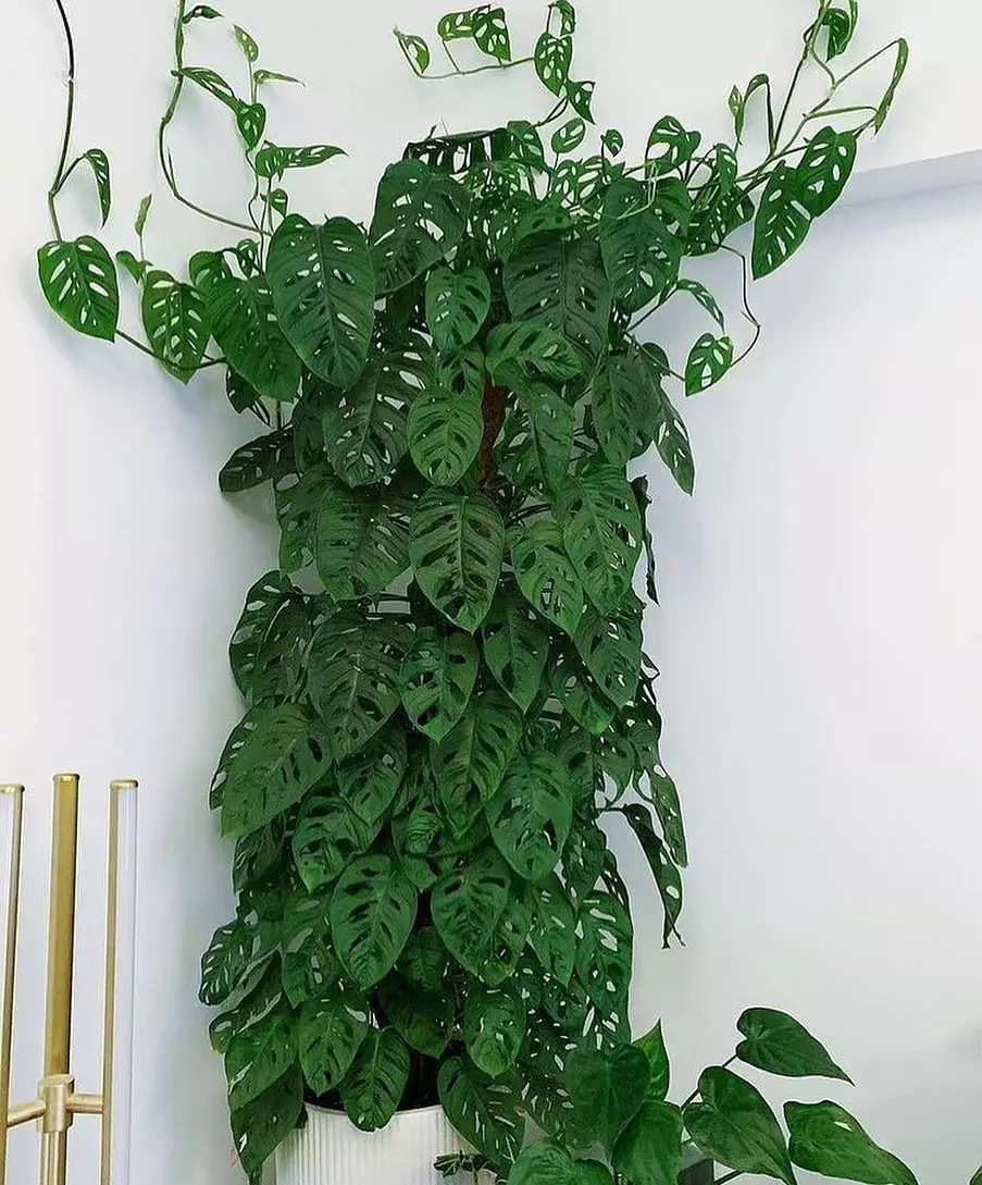 tanaman hias daun unik © Instagram tanaman hias daun unik © Instagram